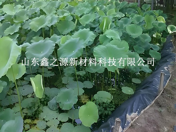 鋪設(shè)魚蝦養(yǎng)殖防滲膜，對(duì)養(yǎng)殖效率有這些關(guān)鍵影響